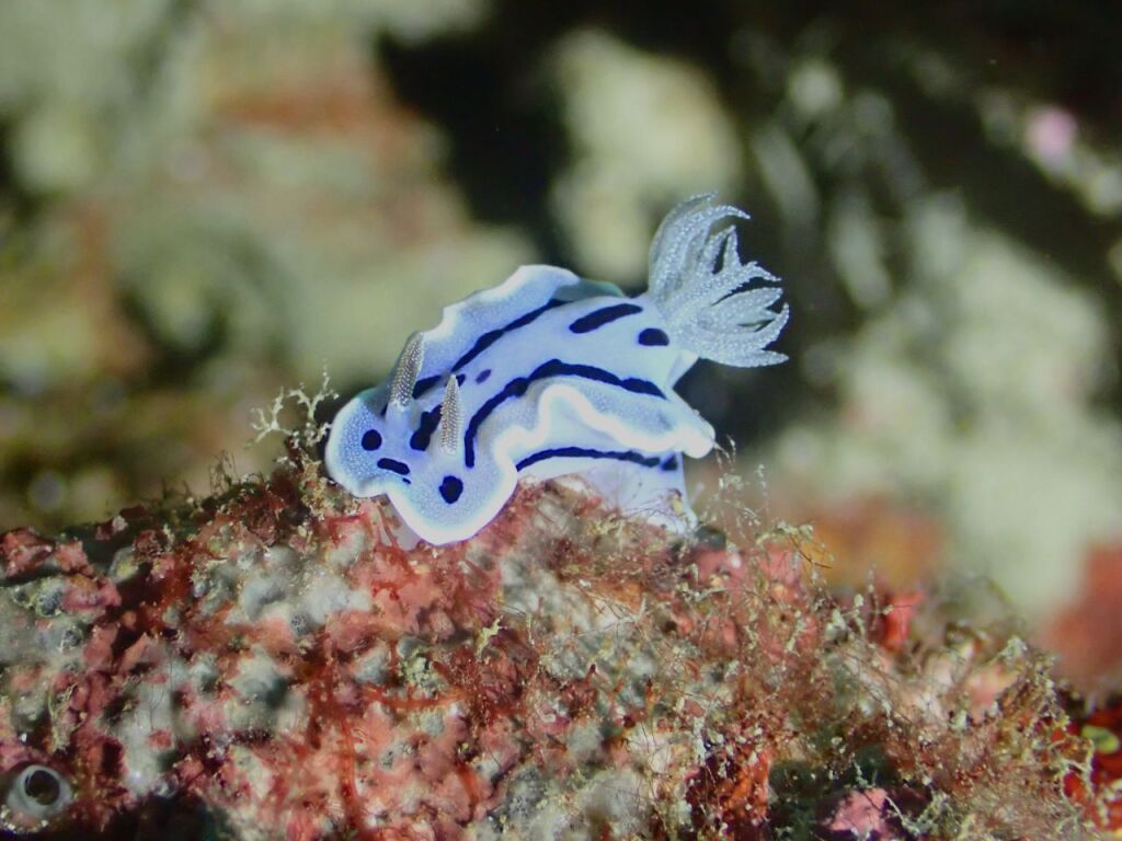 ミゾレウミウシ