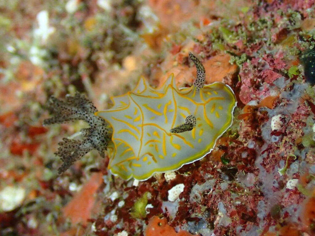 キスジカンテンウミウシ