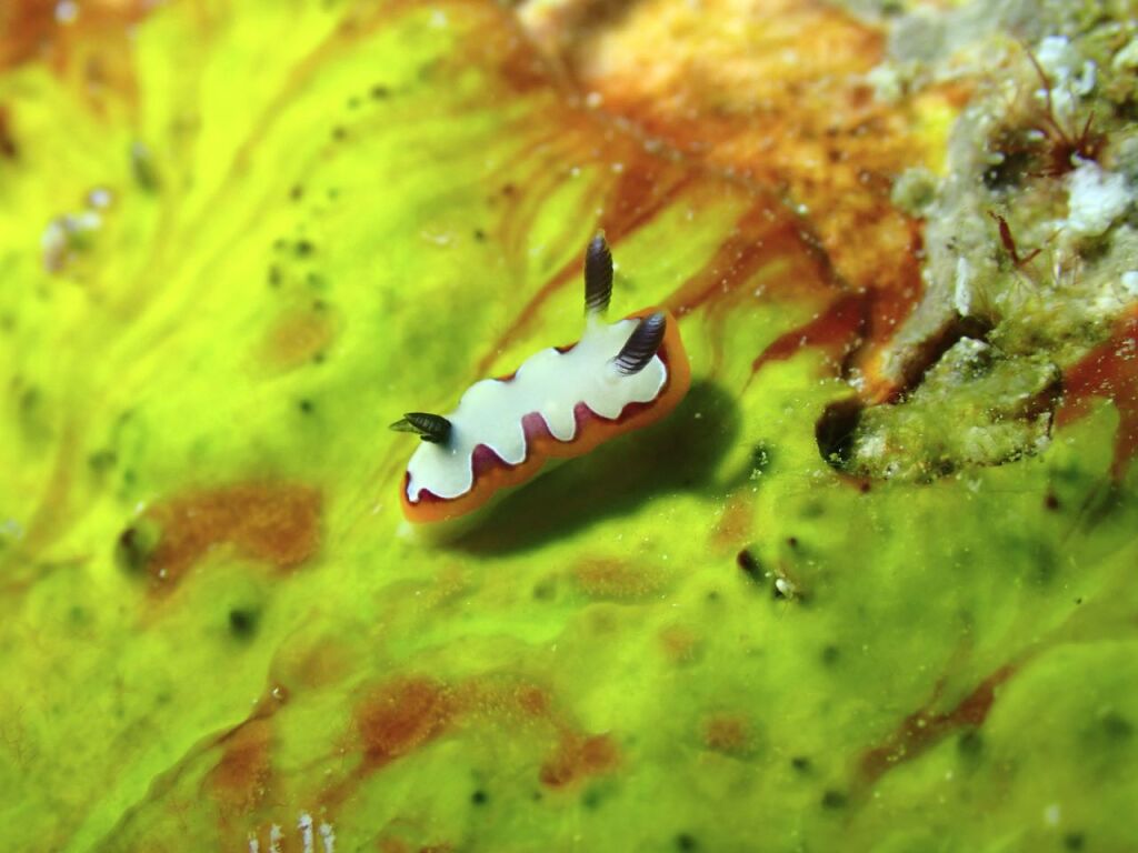 フジナミウミウシ