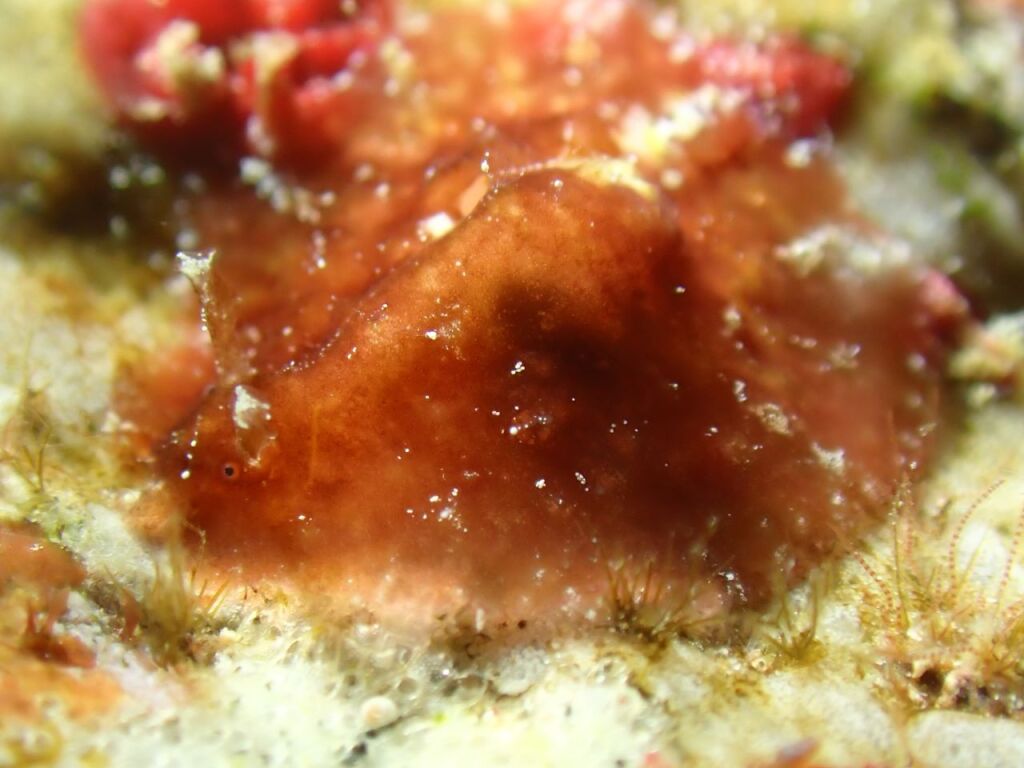 ビワガタナメクジ