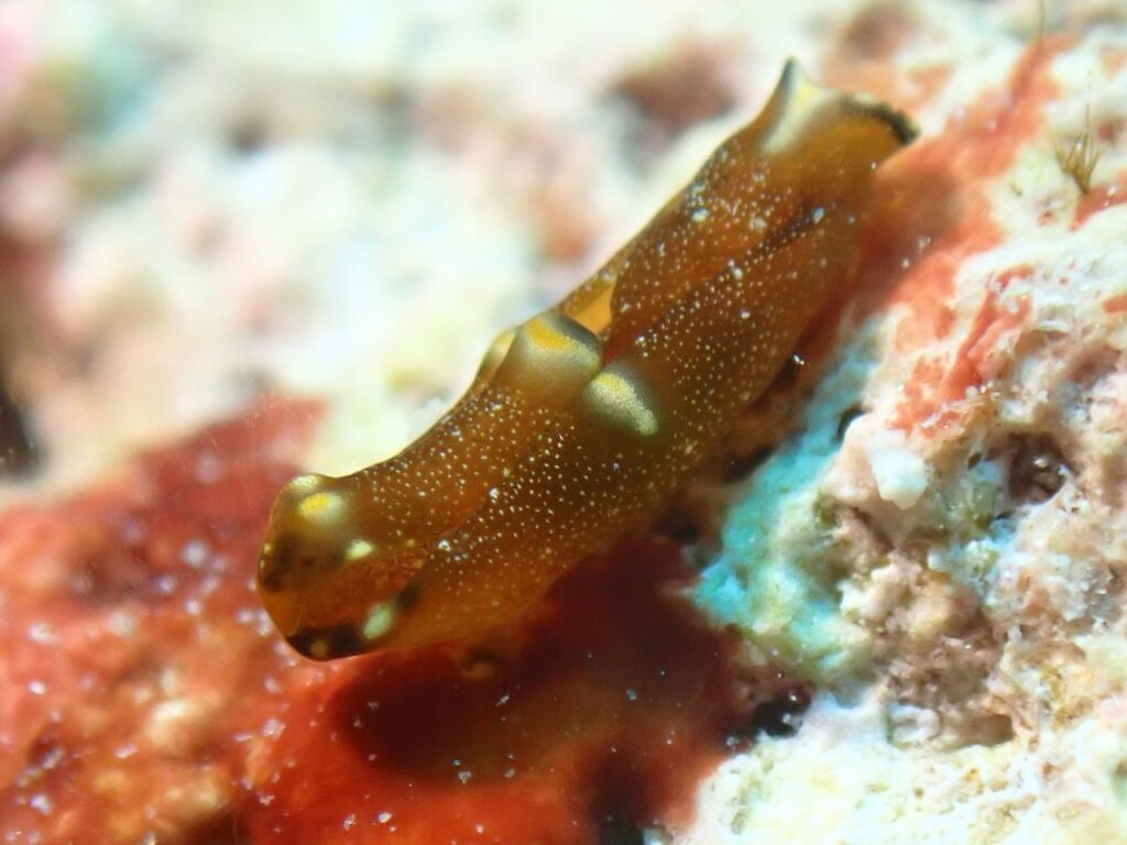 トウヨウキセワタ