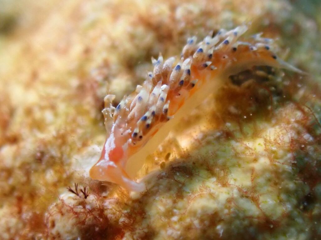 リンカミノウミウシ