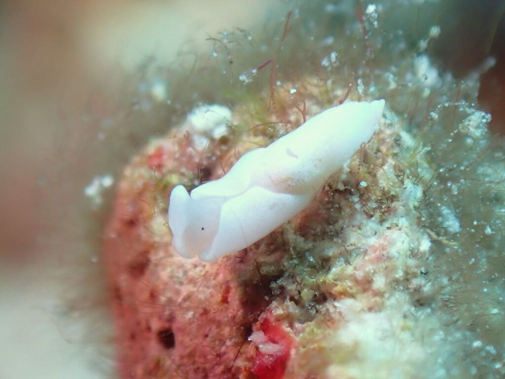 ノアルダガイ