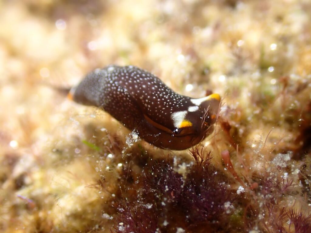 アカボシツバメガイ