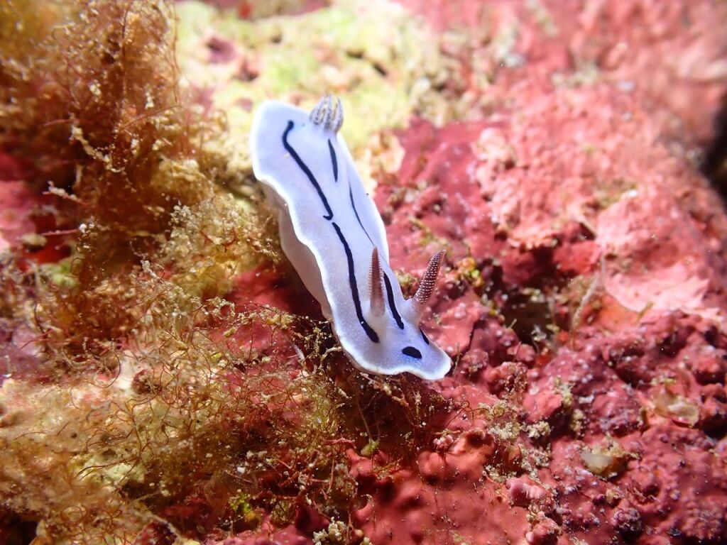 ミゾレウミウシ