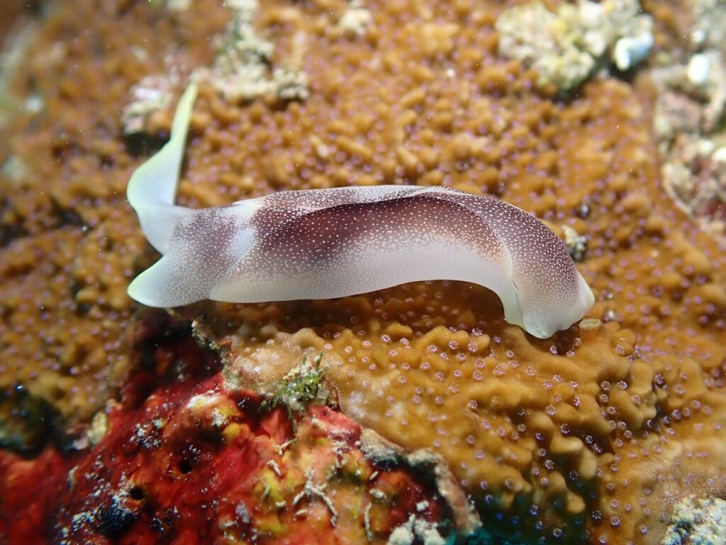 コナユキツバメガイ