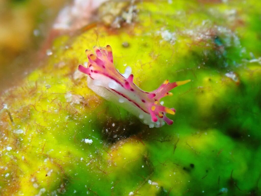 センヒメウミウシ