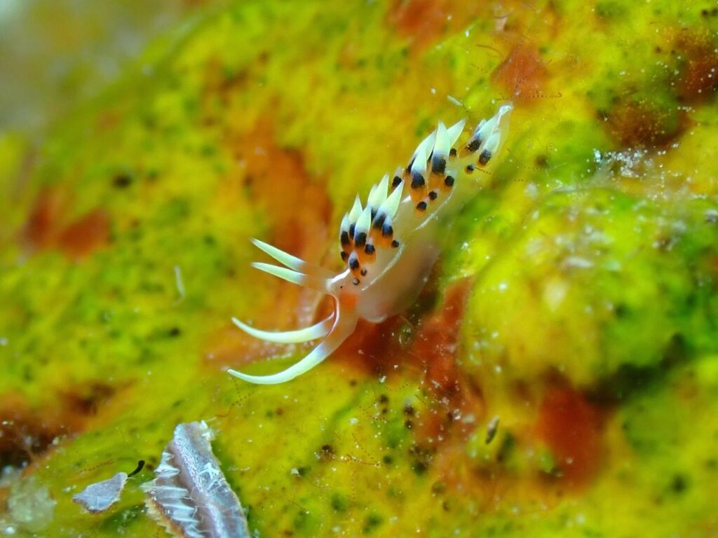 ヒブサミノウミウシ
