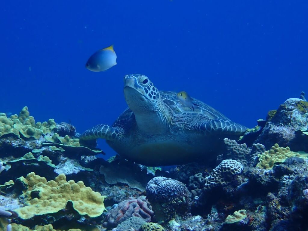アオウミガメ