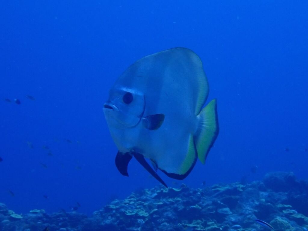 ミカヅキツバメウオ