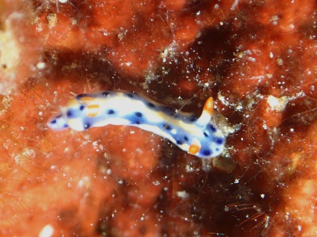 ホシゾラウミウシ
