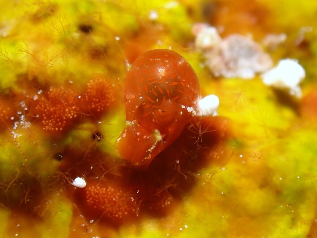 ブドウガイ科の一種