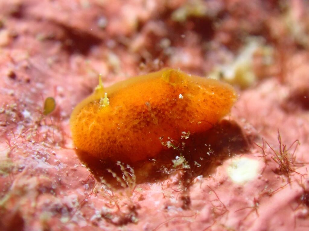 イソウミウシ属の一種