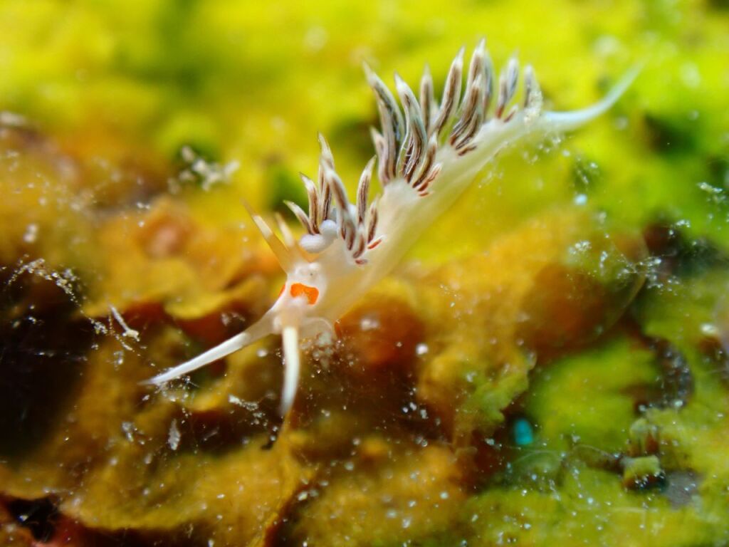ニセハクセンミノウミウシ