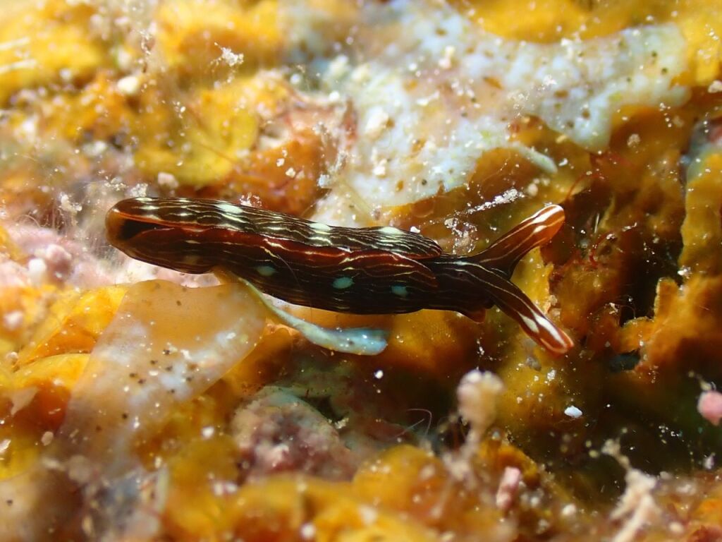 アデヤカミドリガイ属の一種