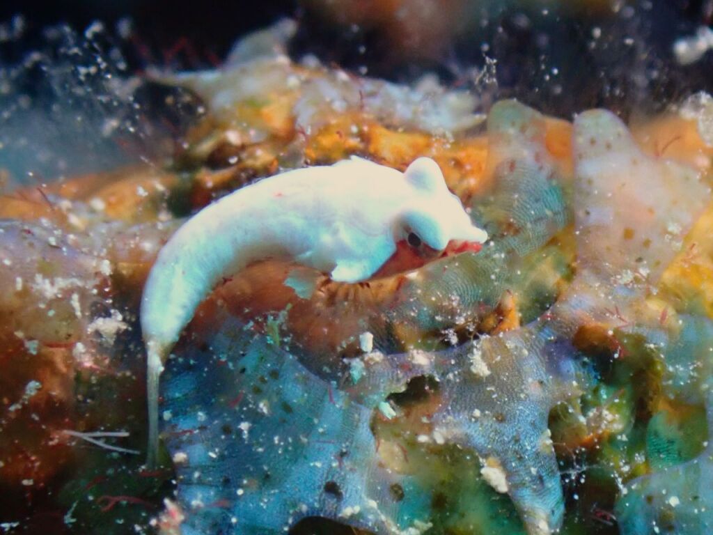 ミヤケテグリ幼魚