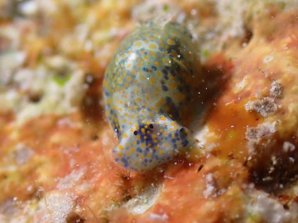 ラムプロハミノエア・オヴァリス