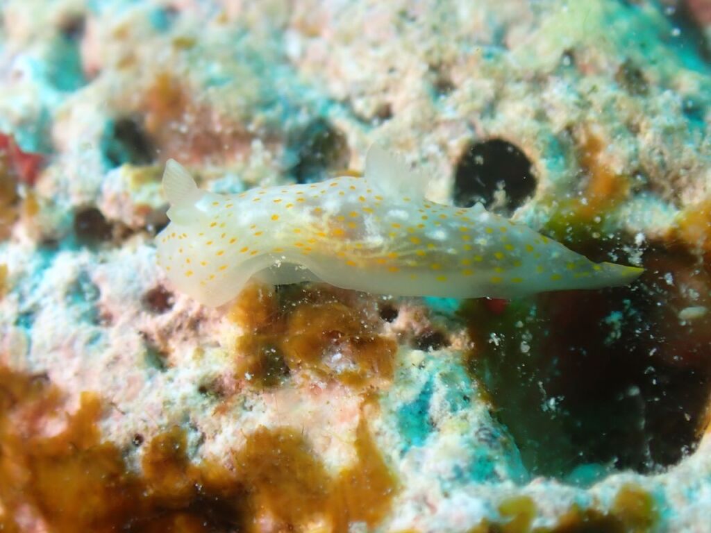 オキナワキヌハダウミウシ