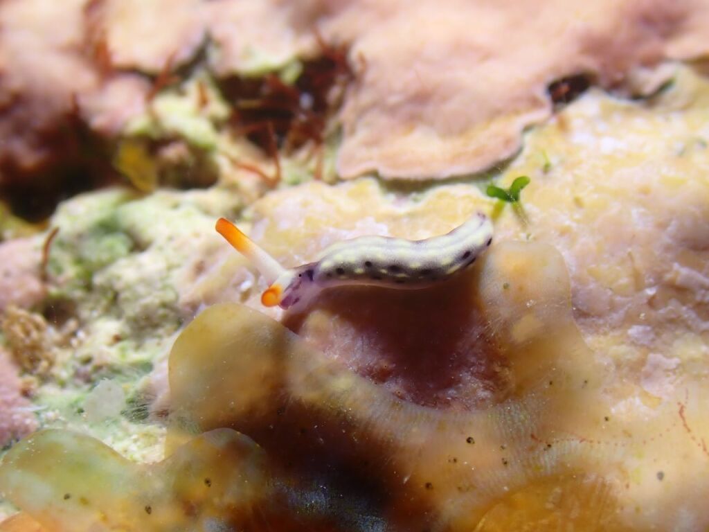 ヨゾラミドリガイ