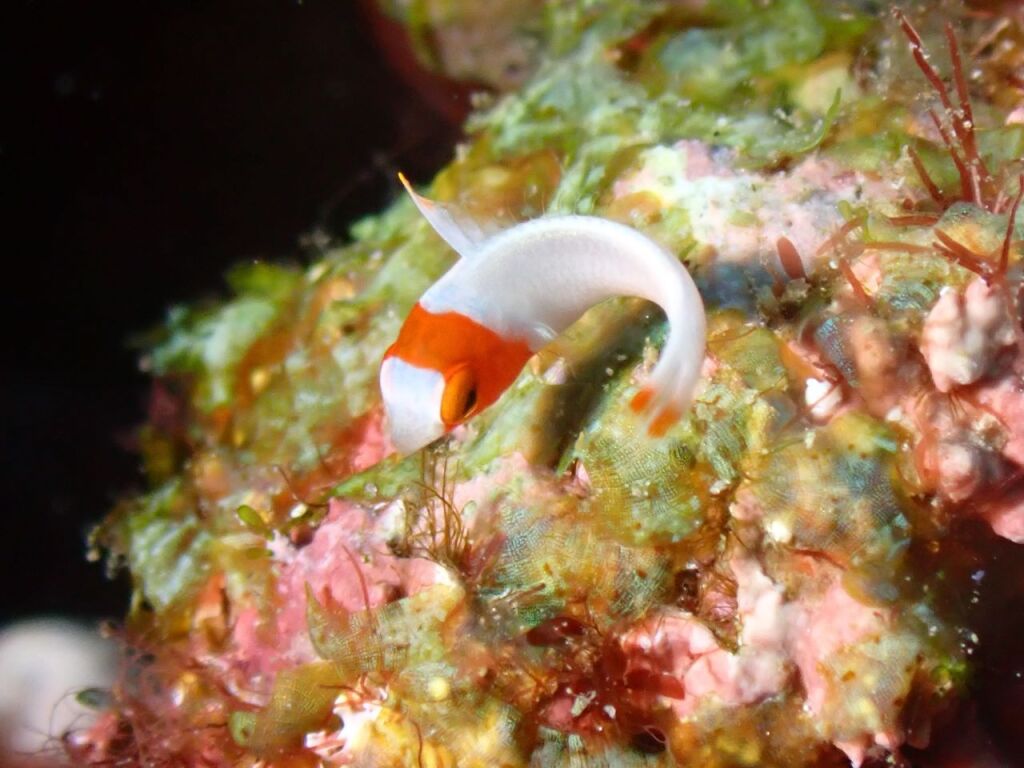 イロブダイ幼魚