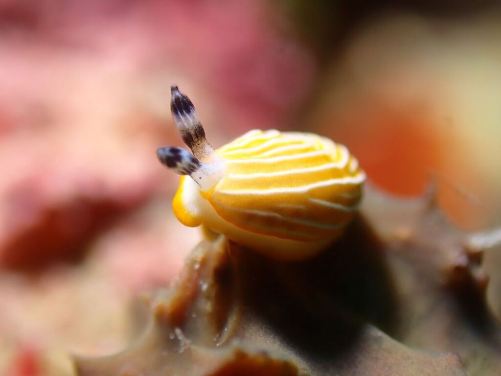 キシマオトメウミウシ