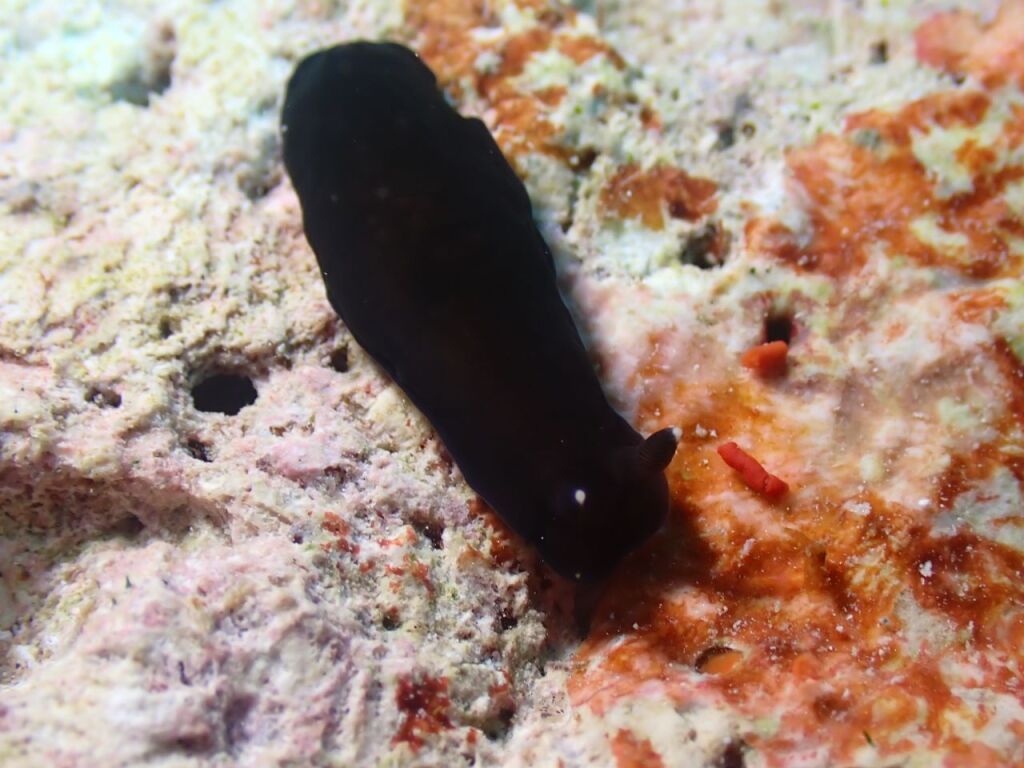 ホンクロシタナシウミウシ