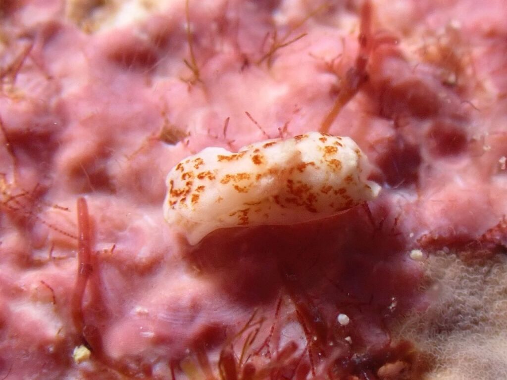 ニパラヤ属の一種