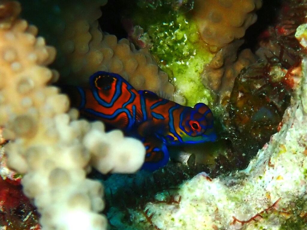 ニシキテグリ