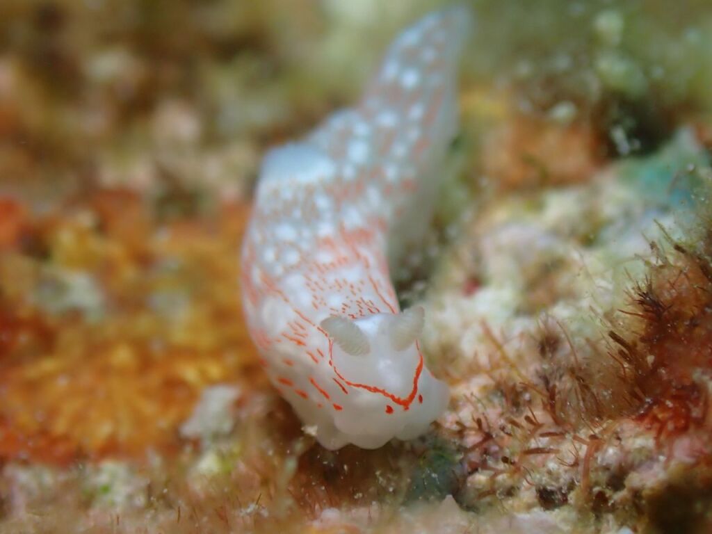 ザマミキヌハダウミウシ