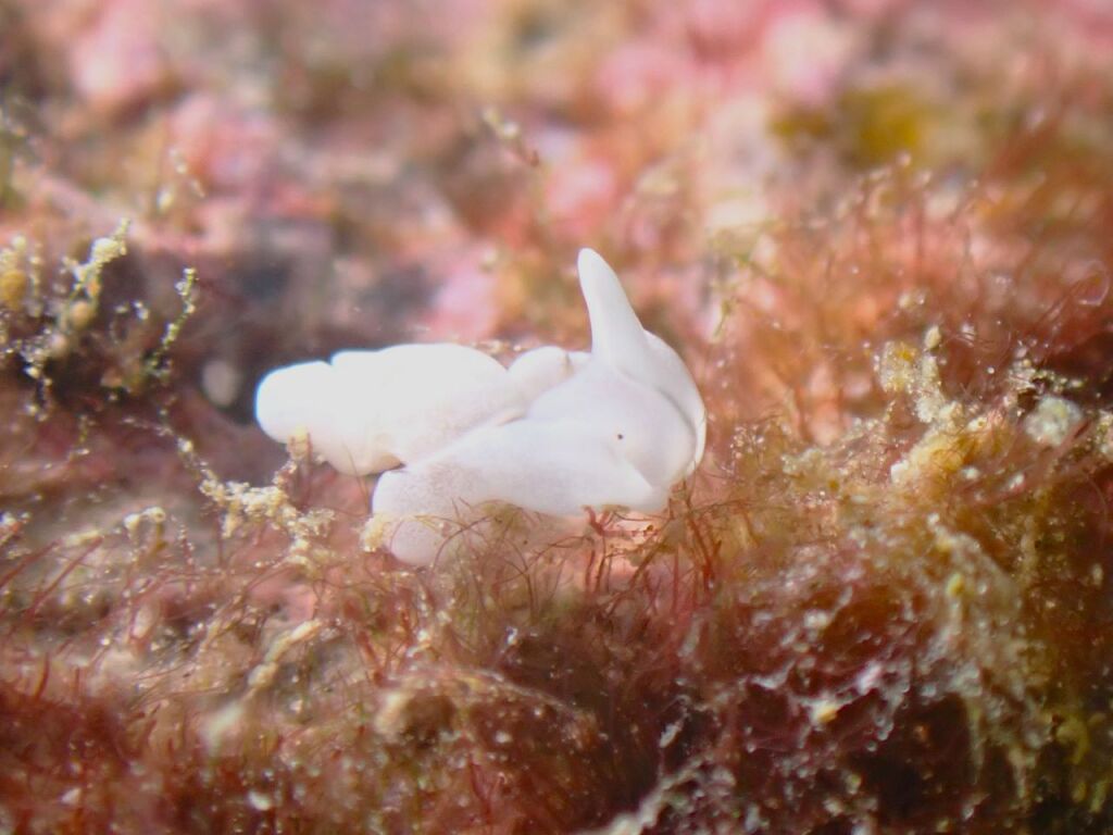 ノアルダガイ