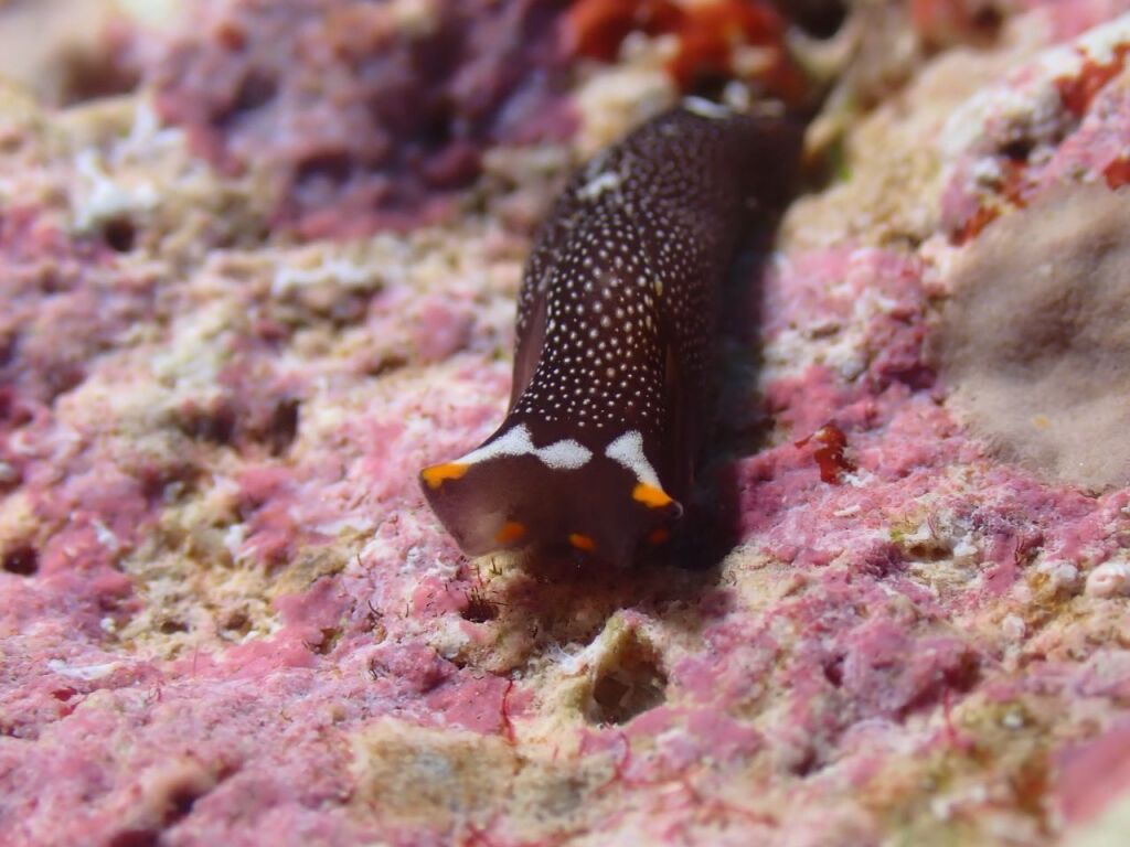 アカボシツバメガイ