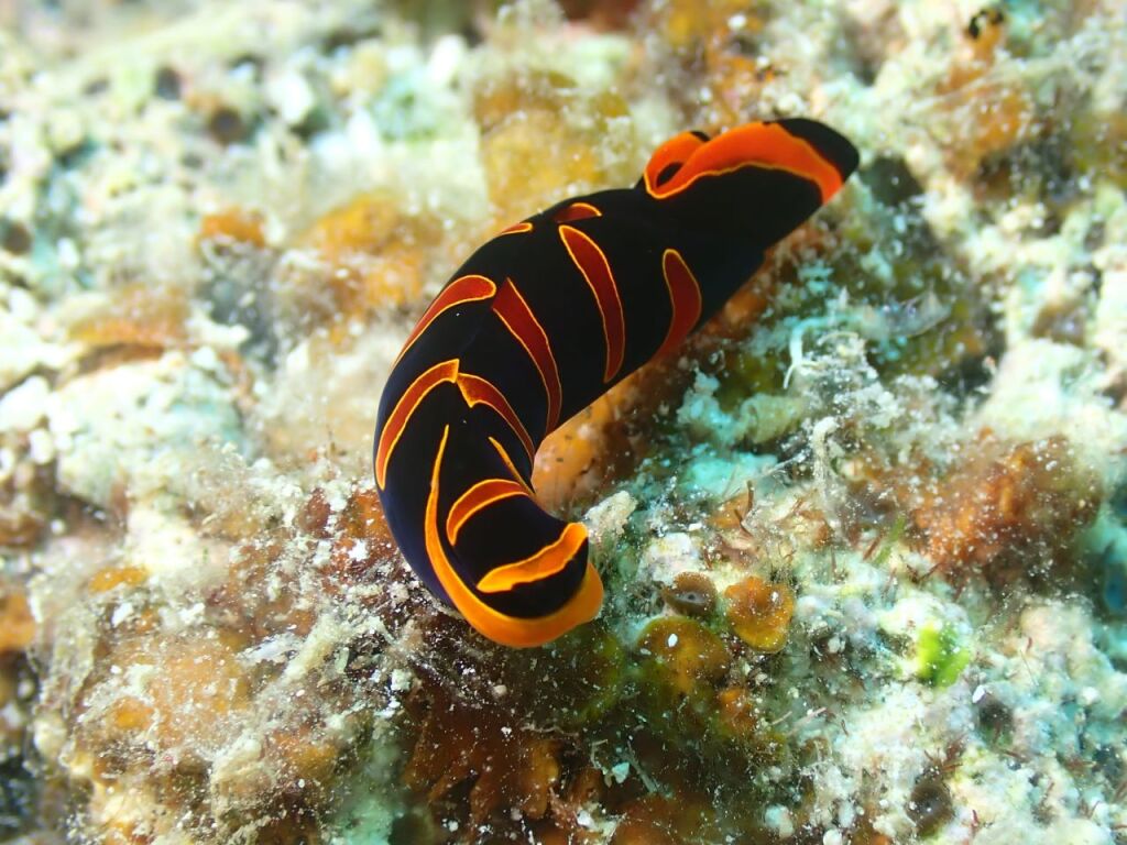 アカオビツバメガイ