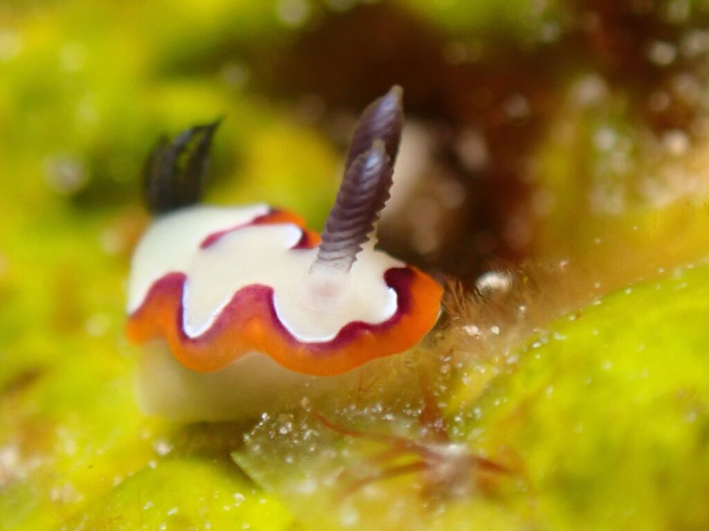 フジナミウミウシ