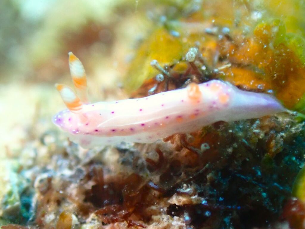 ニヨリセンテンウミウシ