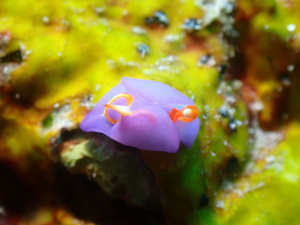 ムラサキウミコチョウ