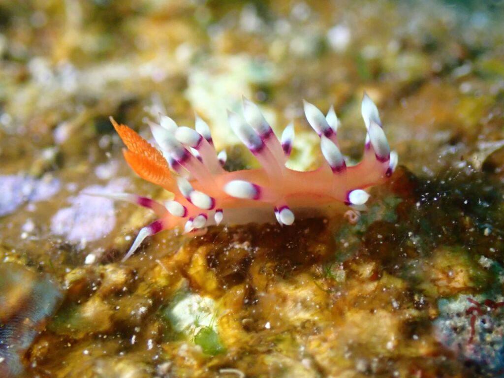 アデヤカミノウミウシ