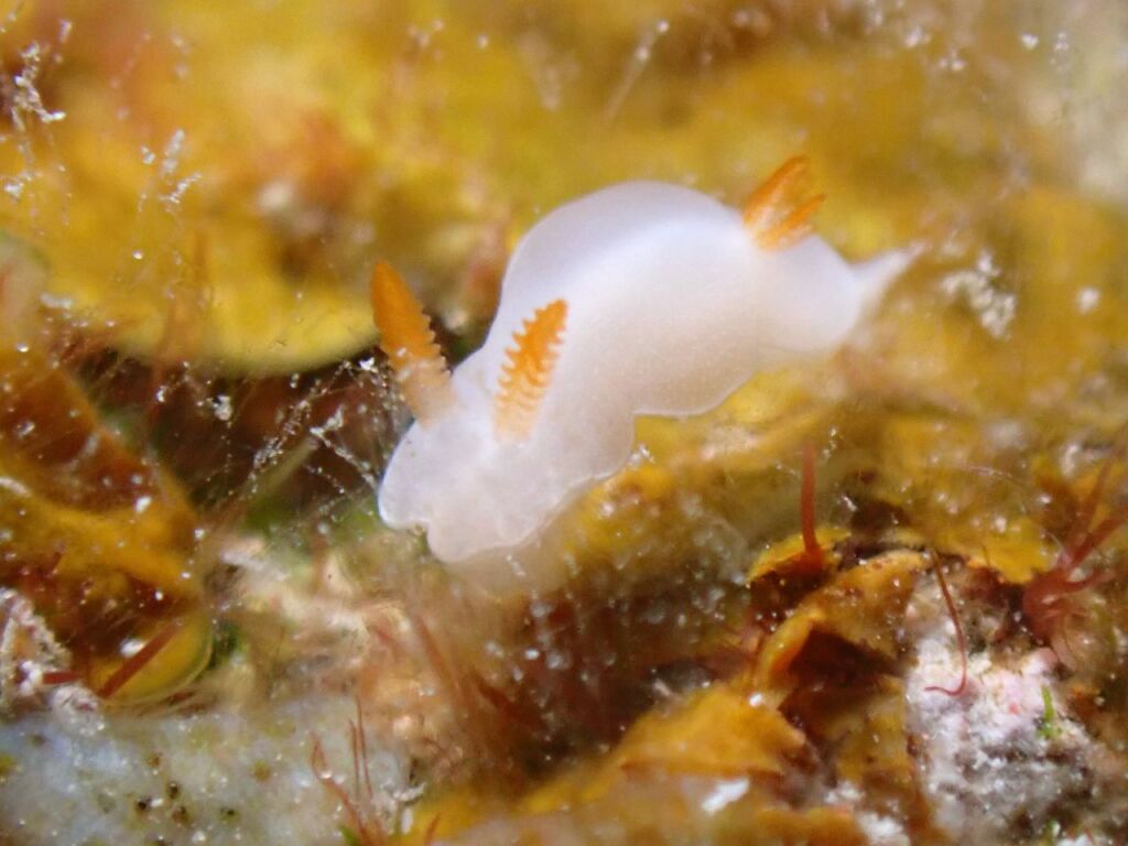 フジムスメウミウシ