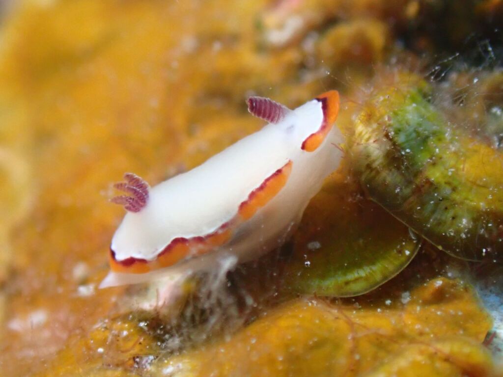 ウチナミシラヒメウミウシ