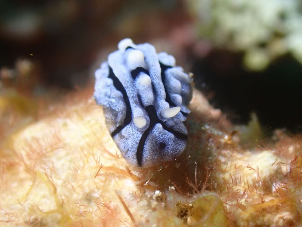 イボウミウシ科の何か