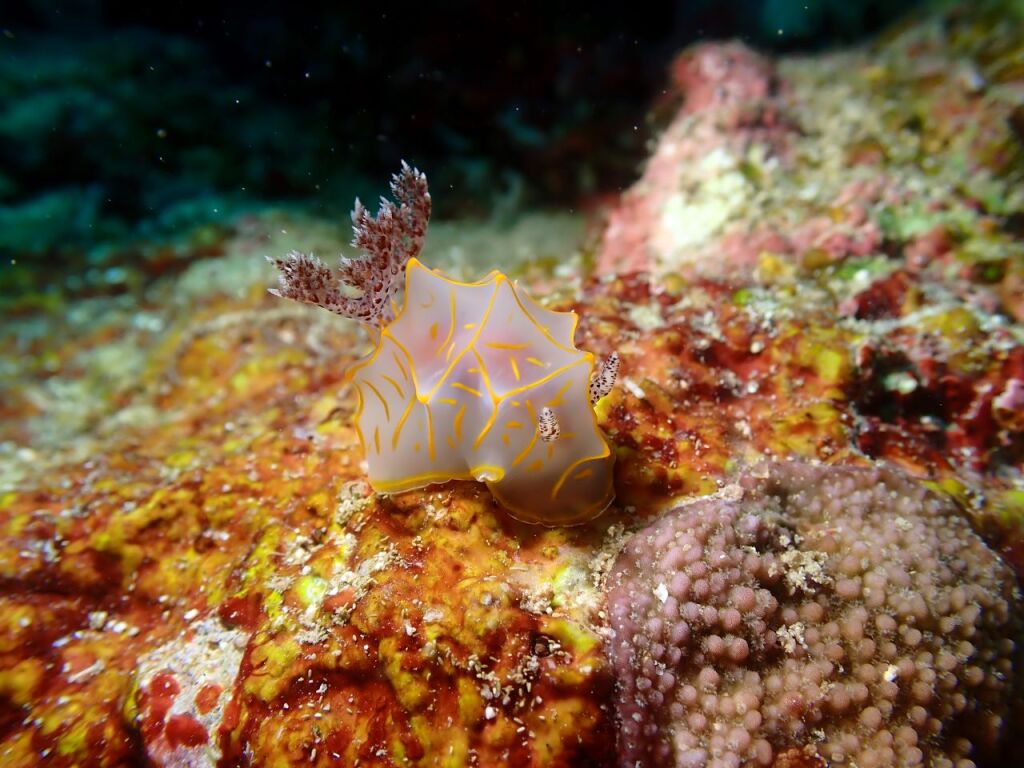 キスジカンテンウミウシ
