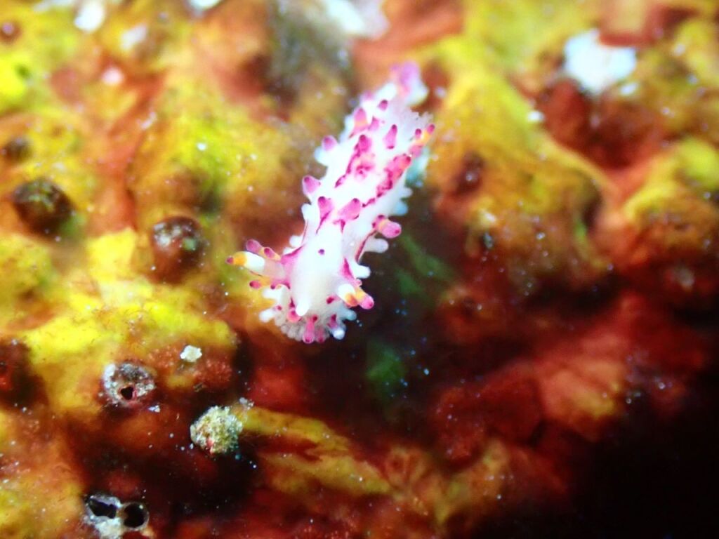 センヒメウミウシ