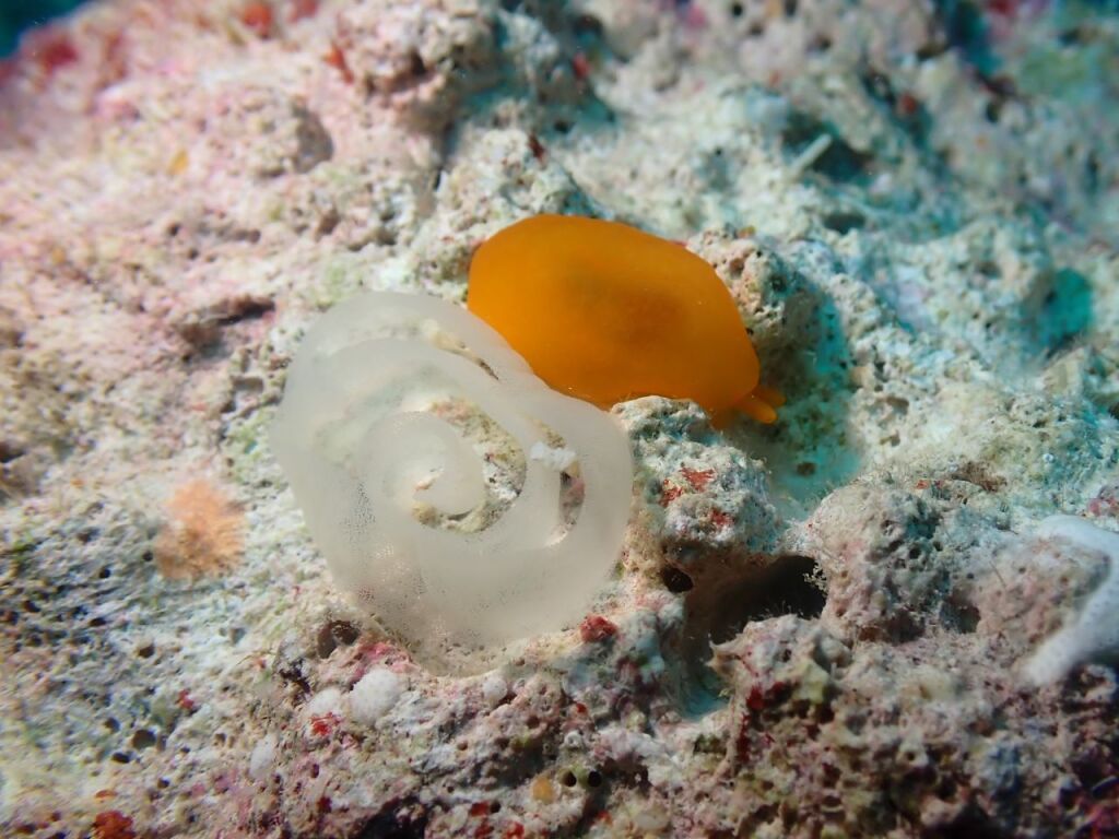 ホオズキフシエラガイ