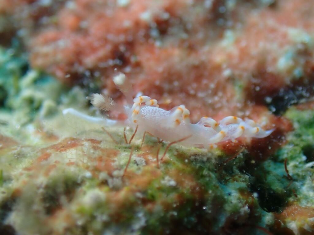 ケラマミノウミウシ