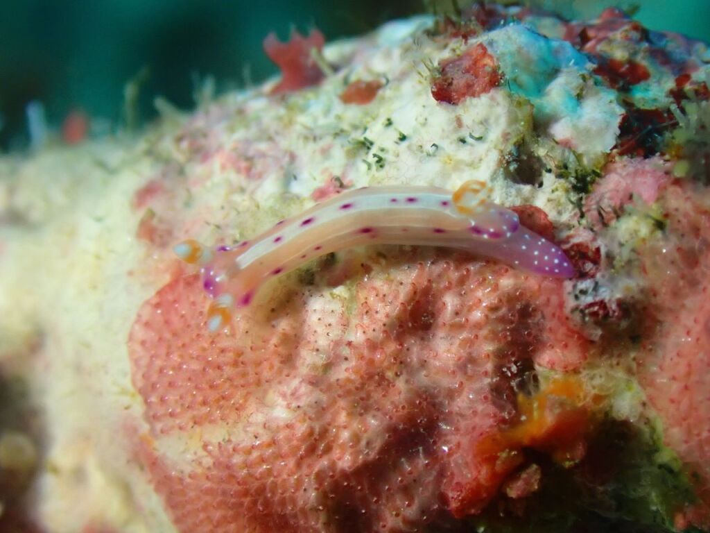 ニヨリセンテンウミウシ