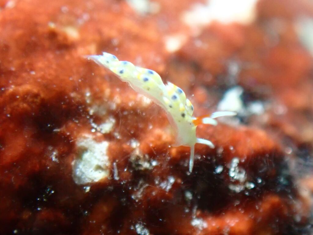 アオセンミノウミウシ