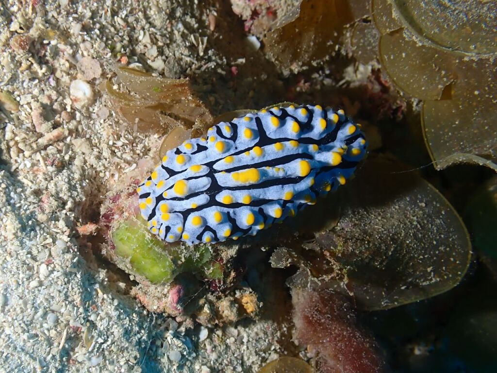タテヒダイボウミウシ