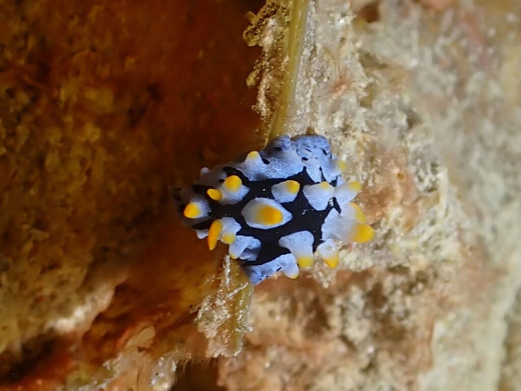 フリエリイボウミウシ