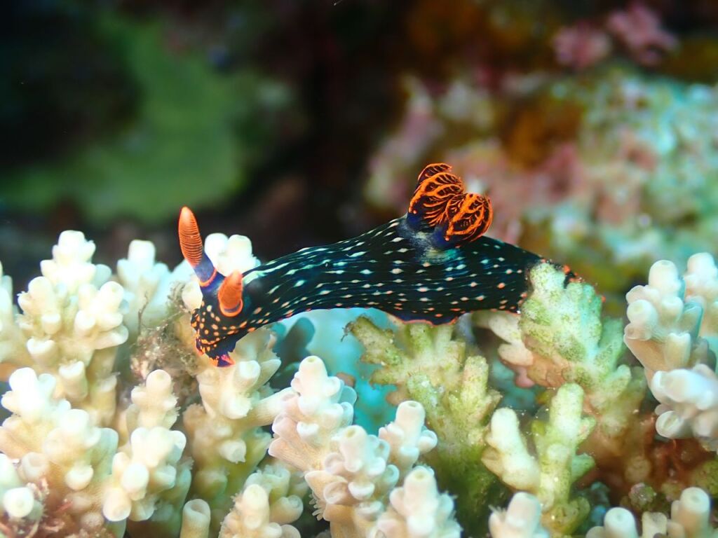 トウモンリュウグウウミウシとアカブチリュウグウウミウシのハイブリット