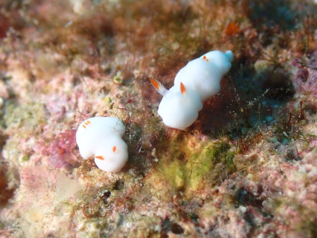 シロウサギウミウシ