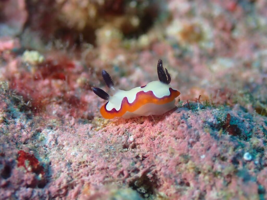フジナミウミウシ